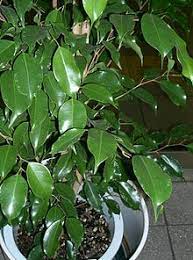 Our protagonist is a evergreen tree (that is, it remains evergreen) native to south and southeast asia, and. Ficus Benjamina Wikipedia