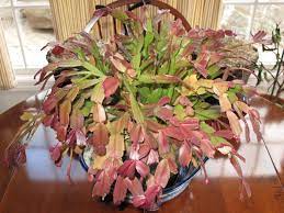 Tall boi in los angeles ? Yellow Christmas Cactus Leaves Why Do Christmas Cactus Leaves Turn Yellow Dummer Garden Manage Gfinger Es La App De Jardineria Mas Profesional