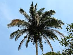 Image result for Roystonea oleracea