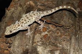 Image result for Kotschya carsonii