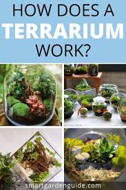 How Does A Terrarium Work Learn More About Terrariums Terrarium Ideas The Differences Betwe Diy Succulent Terrarium Succulent Garden Diy Succulent Terrarium