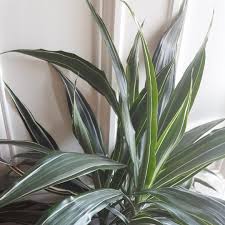 Check spelling or type a new query. Dracaena Deremensis White Jewel Striped Dracaena White Jewel In Gardentags Plant Encyclopedia