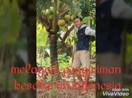 Anak benih kelapa hibrid matag tulen adalah merupakan anak benih kelapa yang dihasilkan dengan proses kacukan silang antara debunga (pollen) jantan yang diperolehi daripada pokok induk kelapa tagnanan dengan pokok induk bunga betina yang terdiri daripada pokok kelapa rendah. Bibit Kelapa Hibrida Di Kalsel 0853 1500 4765 Youtube