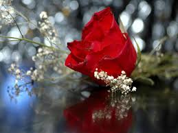 We did not find results for: Red Rose Desktop Wallpapers Group 92
