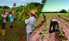 Con mas de 15 años en el mercado laboral. Generacion De Empleo Rural En Guatemala Deguate Com