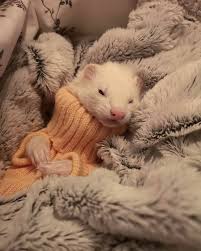 Imagines E Reacts Harry Potter Cute Baby Animals Cute Ferrets Funny Ferrets