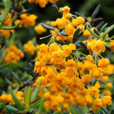 Image result for Berberis verruculosa