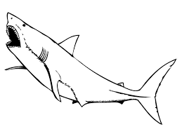 Keep your kids busy doing something fun and creative by printing out free coloring pages. Shark Coloring Pages Free Printable Coloring Pages For Kids