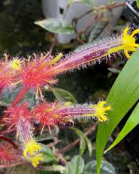 Image result for Gesneriaceae