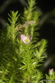 Image result for Mayacaceae