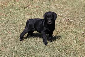 Labrador retriever clipart black lab chocolate lab yellow lab labrador puppy labrador illustration labrador dog clipart graphics lab did you scroll all this way to get facts about lab puppies? British Black Lab Puppies For Sale Online