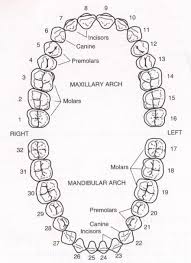 teeth numbers wiring diagrams