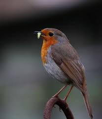 Check spelling or type a new query. Zaryanka Zaryanka Zhivotnye Fotoohota