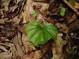 Image result for Nervilia