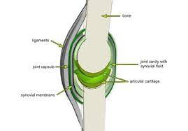 Charactristic Of Synovial Joints Hyaline Cartilage Joint Cavity Synovial Membrane Synovial Fluid Capsule Synovial Fluid Synovial Joint Hyaline Cartilage