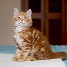 Search through thousands of adverts for kittens & cats for sale in the uk, from pets4homes, the uks most popular free pet classifieds. Chloe S Siberians Kittens Siberian Kittens Siberian Cat For Sale Siberian Kittens For Sale