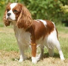 If you are looking to adopt or buy a cavalier king charles spaniel take a look here! Pin On Love Dogs
