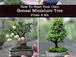 How To Start Your Own Bonsai Miniature Tree From A Kit Bonsai Tree Types Bonsai Tree Care Miniature Trees