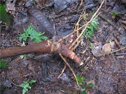 Image result for Renealmia susanneae-katziae