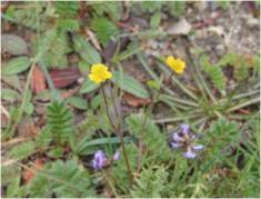 Image result for Ranunculus multifidus