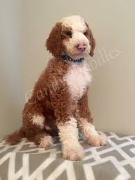 Black And White Tuxedo Standard Poodle Sir Fitzwilliam Darcy Of Candy Doodles Tuxedo Standard Poodle Red White Tuxedo Poodle Red And White Tuxedo Goldendoodle White Tuxedo