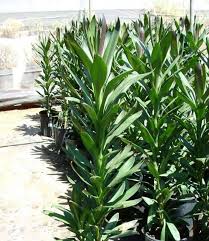 Image result for Cordyline stricta