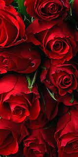 Free download high quality wallpapers gorgeous images. Red Rose Flower Wallpapers Top Free Red Rose Flower Backgrounds Wallpaperaccess