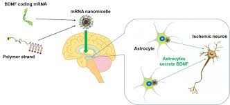 Mrna is created during the process of transcription, where an enzyme ( rna polymerase) converts the. A New Agent For Brain Diseases Mrna