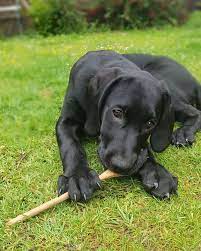 Get To Know 57 Of The Best Golden Retriever Mixes K9 Web
