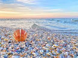 Sheila On Instagram Kick Off Those Flip Flops If You Love Shells I D Love For You To Join Me Over Seashells Photography Artist Inspiration Instagram