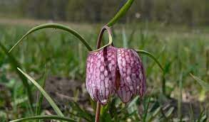 Pensiunea laleaua pestrita is located at comuna satulung, nr. Laleaua PestriÅ£Äƒ Fritillaria Meleagris Infloreste In Luna Mai