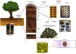Frontiers Fine Root Size And Morphology Of Associated Hyphae Reflect The Phosphorus Nutrition Strategies Of European Beech Forests Forests And Global Change
