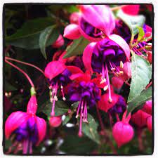 Fuchsia Plant Love The Color So Bright Fuchsia Garden Fuchsia Plant Fuchsia Flowers