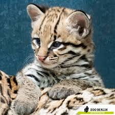 Ocelot Baby At Zoo Berlin Zooberlin Ozelot Cat Puppie Gefleckte Katze Ozelot Wilde Katzen