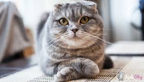 Kilo Problemi Olan Kediler Icin En Iyi 5 Diyet Kedi Mamasi Kedi Blog