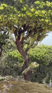 Image result for Cyphia brachyandra