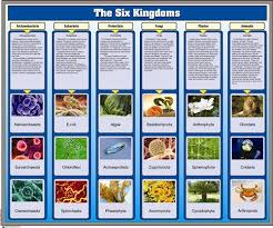 montessori materials the six kingdoms chart with cards