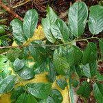 Image result for Staudtia