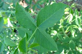 Image result for Crotalaria agatiflora