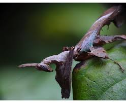 Image result for Heteromorpha stenophylla