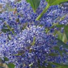 Check out our flowers and trees selection for the very best in unique or custom, handmade pieces from our shops. Ceanothus Trewithen Blue Californian Lilac Trees For Sale