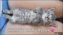 Happy saturday is not bad to wish your neighbours or family. Happy Caturday Gifs Tenor