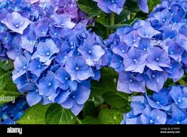 Image result for Hydrangea macrophylla bela obrázek