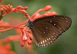 Black And White Striped Butterfly With Red Pin On Butter Flies Colors