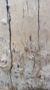 This unique creature belongs to the species solifugae. Field Guide To Spiders And Scorpions Amistad National Recreation Area U S National Park Service