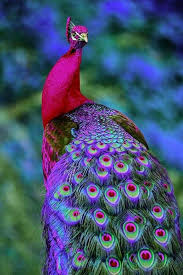 صور طاووس أجمل صور الطاووس Beautiful Birds Colorful Birds Pretty Birds