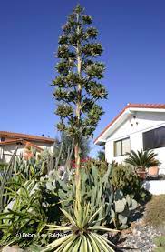Maybe you would like to learn more about one of these? Uh Oh My Agave S Blooming