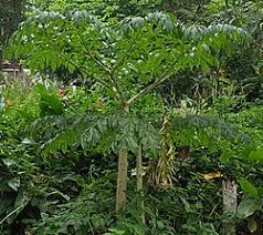 Image result for Amorphophallus goetzei