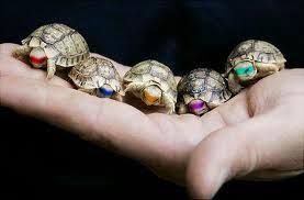 سلاحف النينجا Baby Turtles Turtle Baby Tortoise