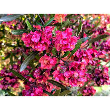 Image result for Dodonaea